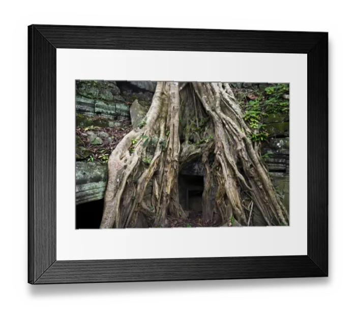 Framed Print : Tree roots engulfing Ta Prohm temple Framed Print : Tree roots engulfing Ta Prohm temple