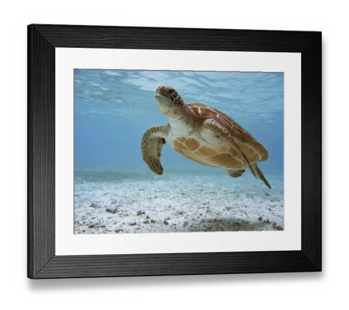 Framed Print : Sea Turtle, Tubbataha UNESCO World Heritage Reef Framed Print : Sea Turtle, Tubbataha UNESCO World Heritage Reef