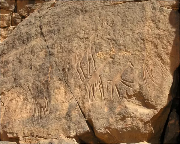 Giraffes carved in the sandstone