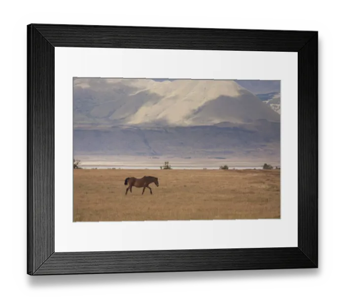 Framed Print : A hose on the open plain in Los Glaciares national park in Argentina