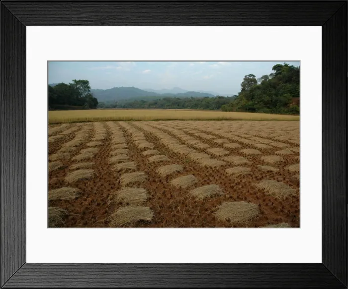 Framed Print : Paddy fields and forests Framed Print : Paddy fields and forests