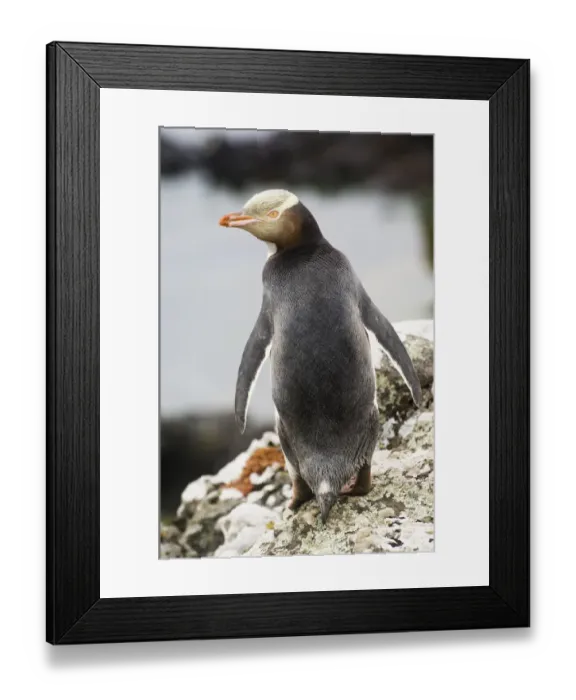 Framed Print : Yellow-eyed Penguin, Enderby Island Framed Print : Yellow-eyed Penguin, Enderby Island