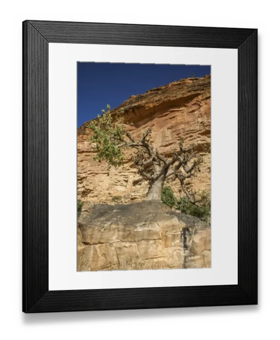 Framed Print : Baoba tree underneath the Bandiagara Escarpment Framed Print : Baoba tree underneath the Bandiagara Escarpment
