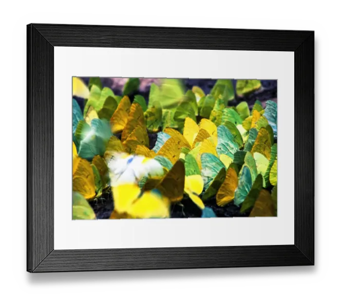 Framed Print : Dina Yellow Pyrisitia dina