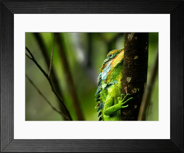 Framed Print : Green Forest Lizard Framed Print : Green Forest Lizard