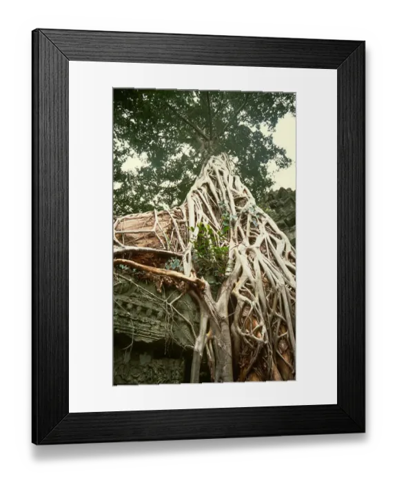 Framed Print : Ta Prohm Framed Print : Ta Prohm