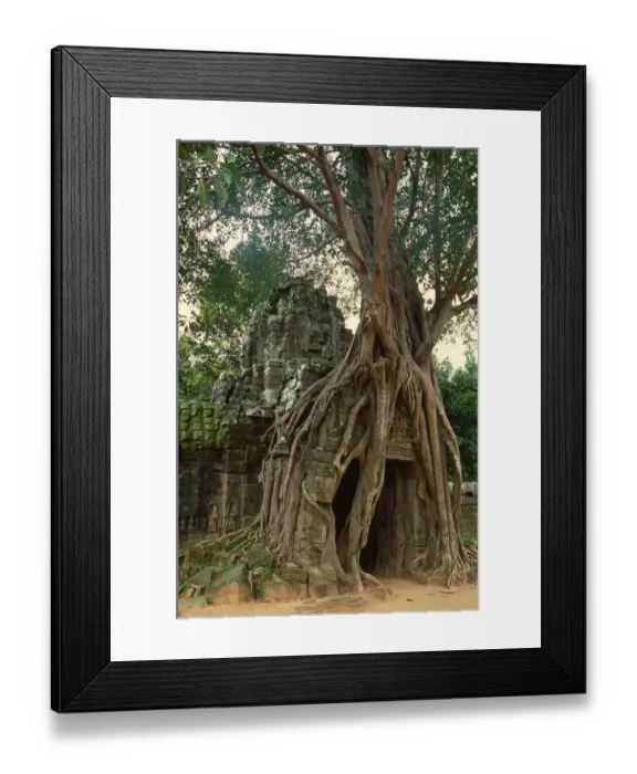 Framed Print : Ta Prohm, Angkor Framed Print : Ta Prohm, Angkor