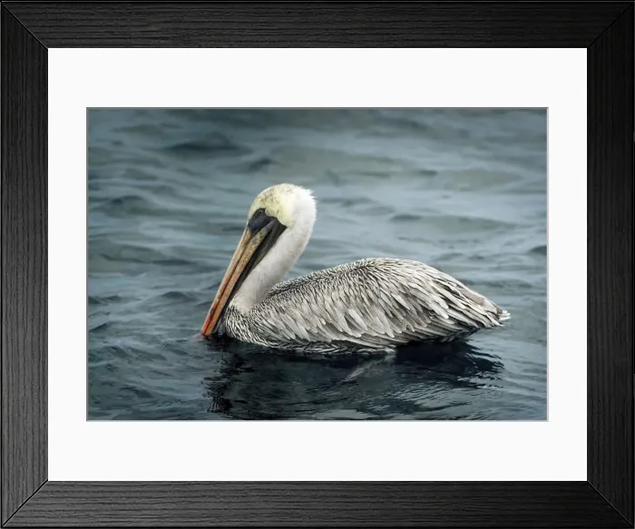 Framed Print : Galapagos Brown Pelican Framed Print : Galapagos Brown Pelican