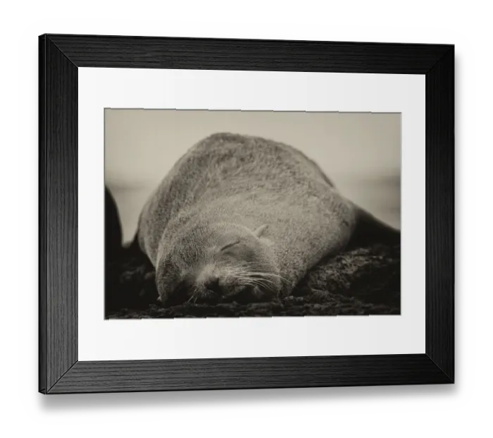 Framed Print : Sleepy Seal Framed Print : Sleepy Seal