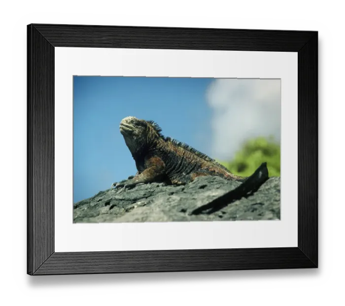 Framed Print : GalAapagos Marine Iguana