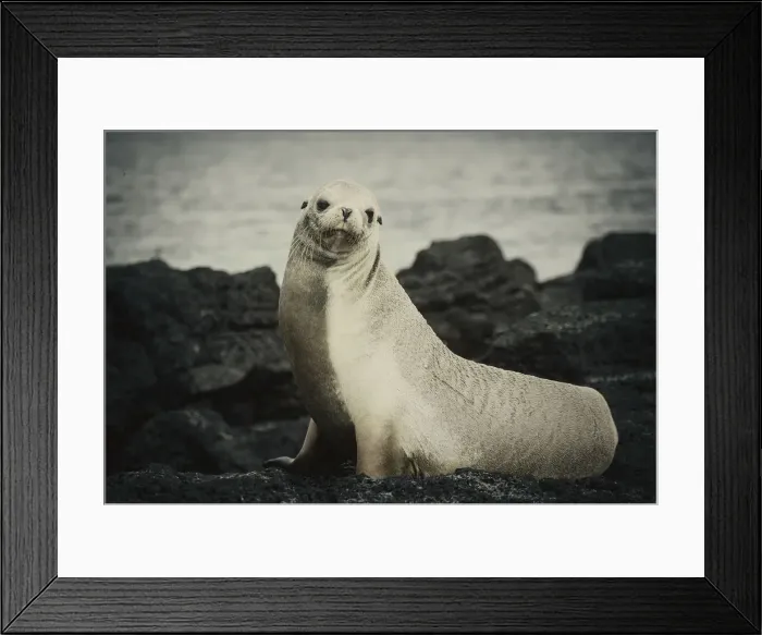 Framed Print : GalAapagos Female Sea Lion Framed Print : GalAapagos Female Sea Lion