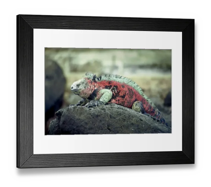 Framed Print : GalAapagos Marine Iguana Framed Print : GalAapagos Marine Iguana
