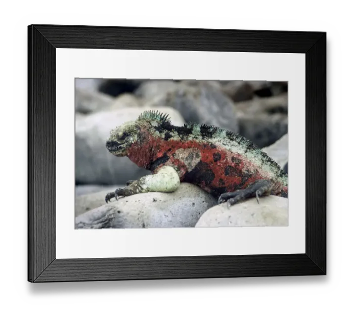 Framed Print : GalAapagos Marine Iguana Framed Print : GalAapagos Marine Iguana