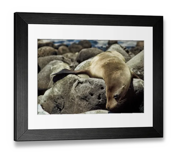 Framed Print : GalAapagos Female Sea Lion sunbathing Framed Print : GalAapagos Female Sea Lion sunbathing
