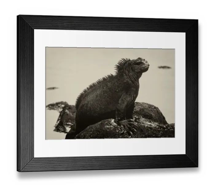 Framed Print : GalAapagos Marine Iguana