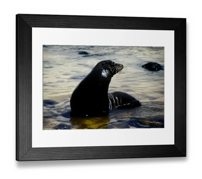 Framed Print : GalAapagos Sea Lion Framed Print : GalAapagos Sea Lion