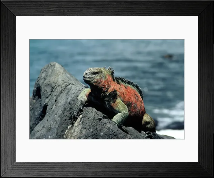 Framed Print : GalAapagos Marine Iguana