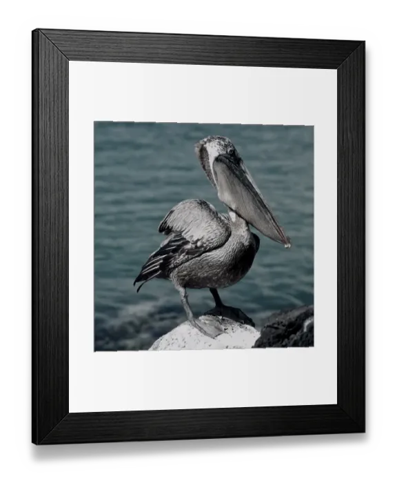 Framed Print : Galapagos Brown Pelican Framed Print : Galapagos Brown Pelican