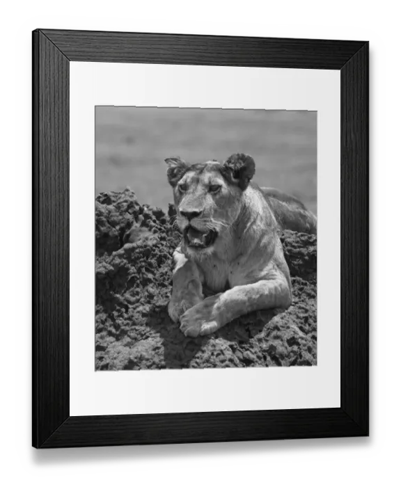 Framed Print : Lioness on termite mound, Serengeti Framed Print : Lioness on termite mound, Serengeti