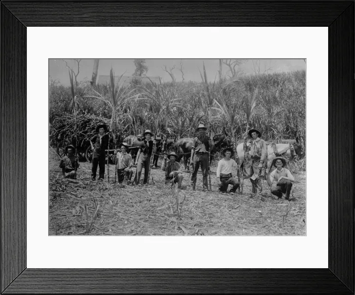 Framed Print : Sugar Cane Harvest Framed Print : Sugar Cane Harvest