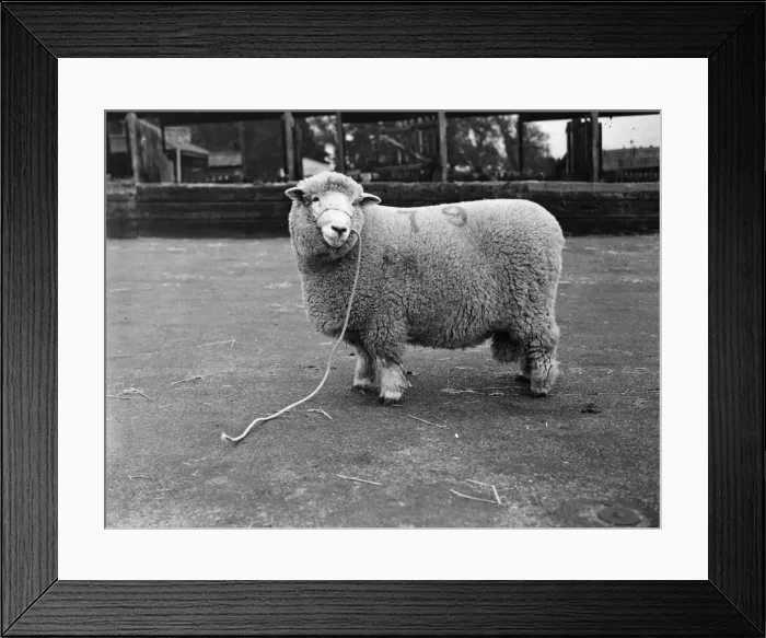 Framed Print : Prizewinning Ram Framed Print : Prizewinning Ram