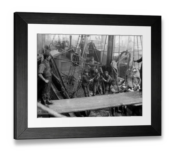 Framed Print : Fish Unloading Framed Print : Fish Unloading