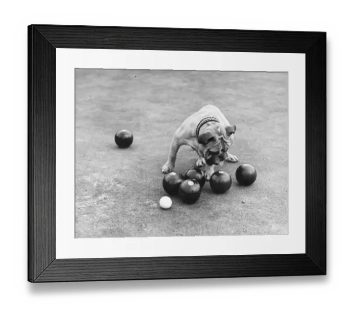 Framed Print : Bowling Dog Framed Print : Bowling Dog