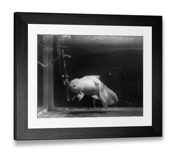Framed Print : Rare Fish. 12th June 1952: An exotic fish on display at the National Aquarium