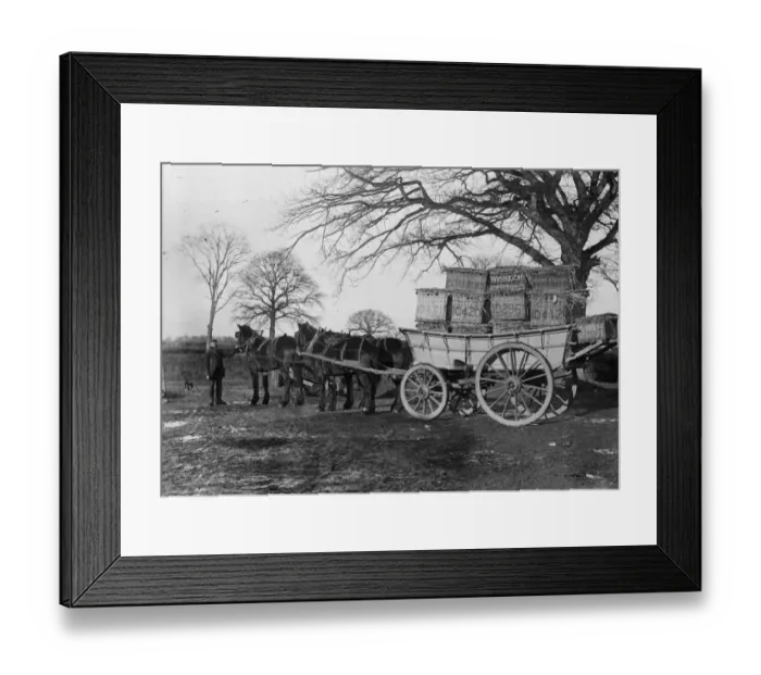 Framed Print : Turkey Transport Framed Print : Turkey Transport