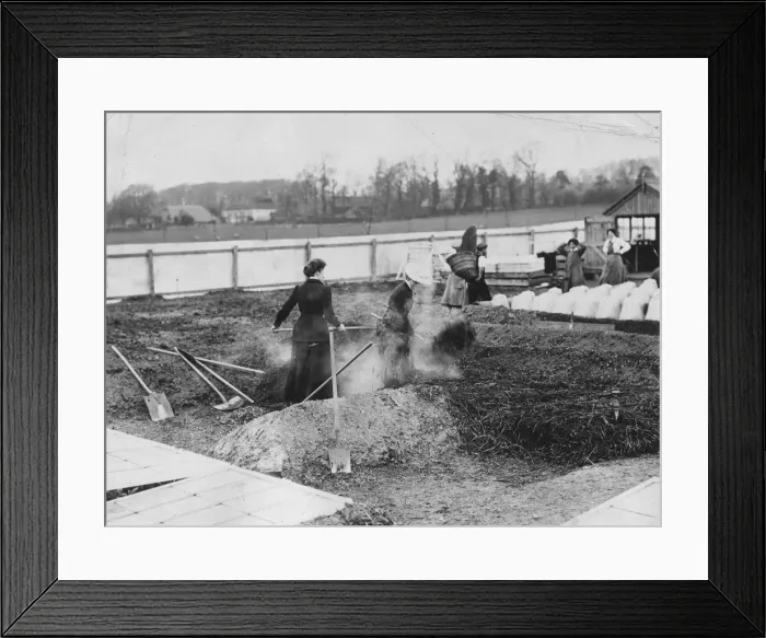 Framed Print : Lettuce Farming Framed Print : Lettuce Farming