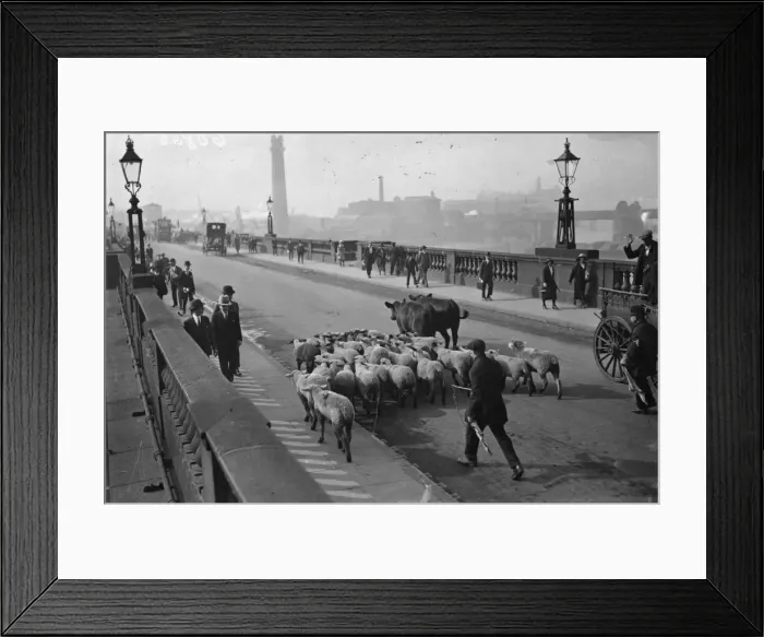 Framed Print : Waterloo Wildlife Framed Print : Waterloo Wildlife