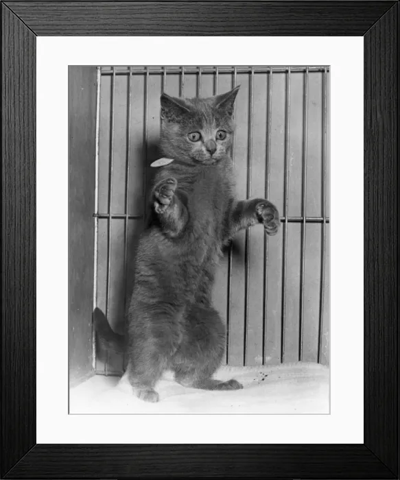 Framed Print : Perky Puss Framed Print : Perky Puss
