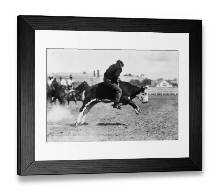 Framed Print : Bucking Bull Framed Print : Bucking Bull