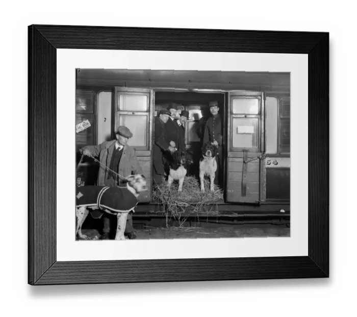 Framed Print : Kennel Special Framed Print : Kennel Special