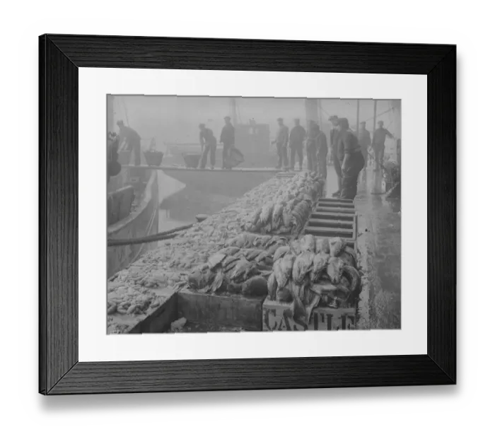 Framed Print : Grimsby Fish Framed Print : Grimsby Fish