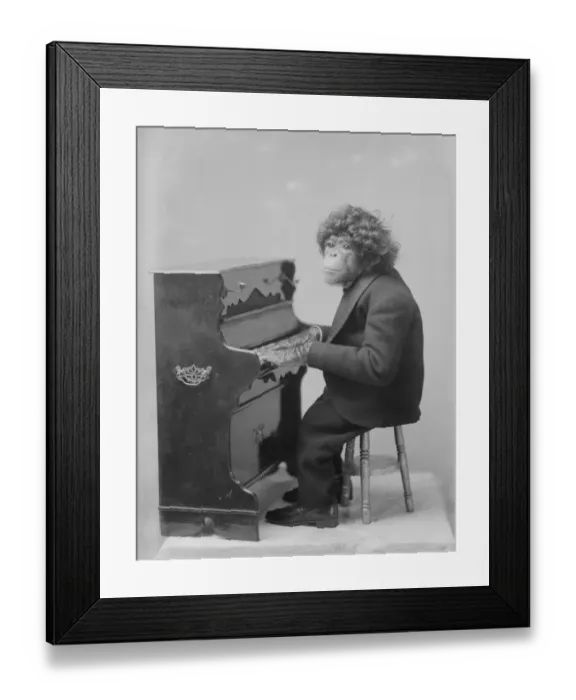 Framed Print : Piano Primate Framed Print : Piano Primate