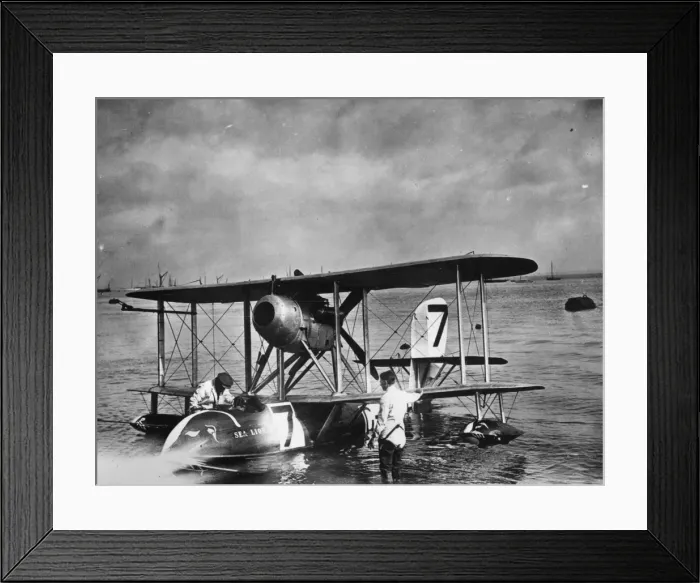 Framed Print : Sea Lion III Framed Print : Sea Lion III