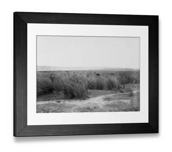 Framed Print : Looking For Ball