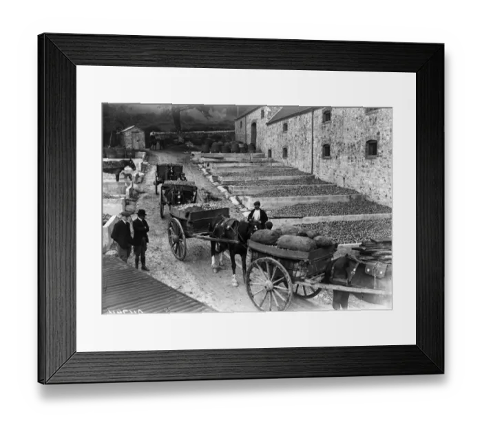 Framed Print : Cider Apples Framed Print : Cider Apples