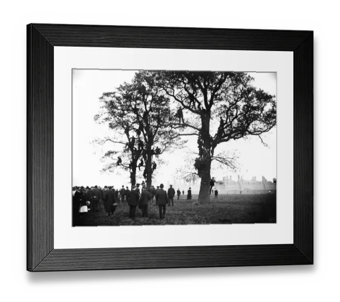 Framed Print : Tree-Top View