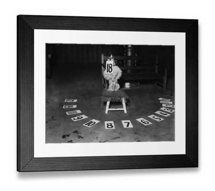 Framed Print : Performing Dog Framed Print : Performing Dog