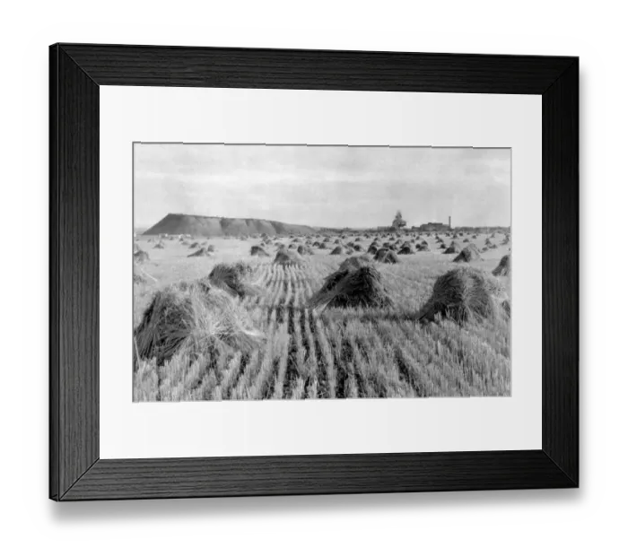Framed Print : Wheat Field Framed Print : Wheat Field