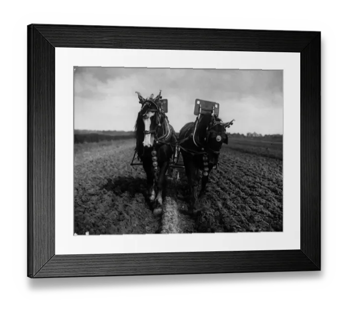 Framed Print : Plough Horses Framed Print : Plough Horses