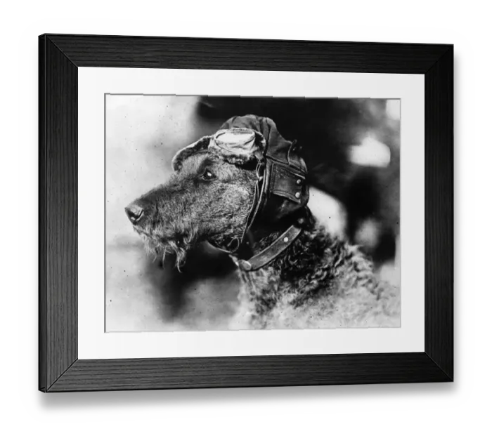 Framed Print : Canine Aviator Framed Print : Canine Aviator