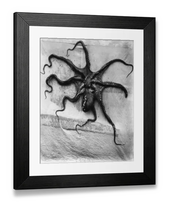 Framed Print : Octopus. circa 1949: Study of an octopus Framed Print : Octopus. circa 1949: Study of an octopus