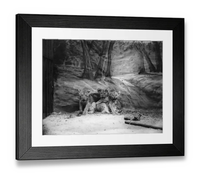 Framed Print : Brave Little Cubs Framed Print : Brave Little Cubs