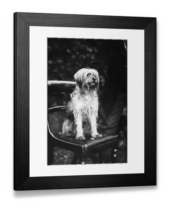 Framed Print : Yorkshire Terrier Framed Print : Yorkshire Terrier