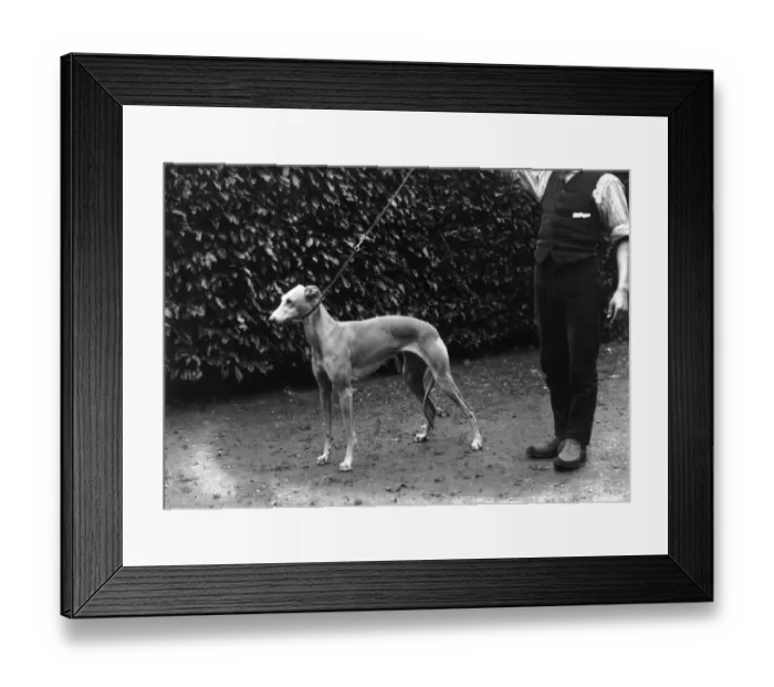 Framed Print : Whippet. 25th March 1913: A whippet from Lady Decies whippet kennel Framed Print : Whippet. 25th March 1913: A whippet from Lady Decies whippet kennel