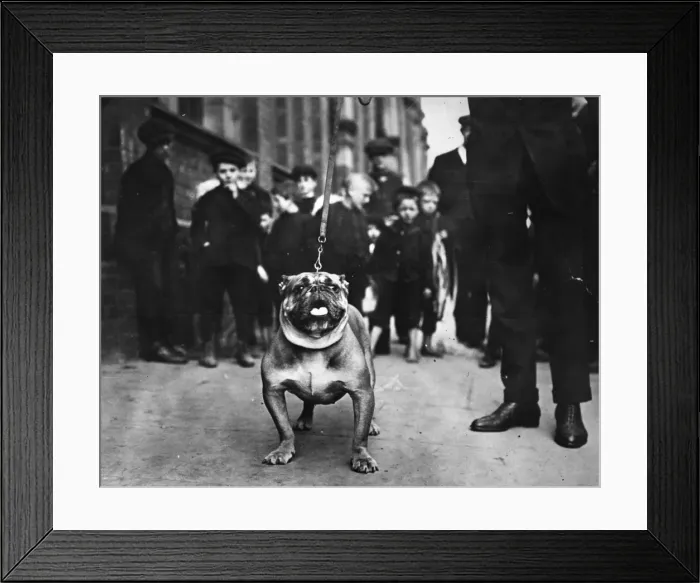 Framed Print : Beaming Blunderbus Framed Print : Beaming Blunderbus