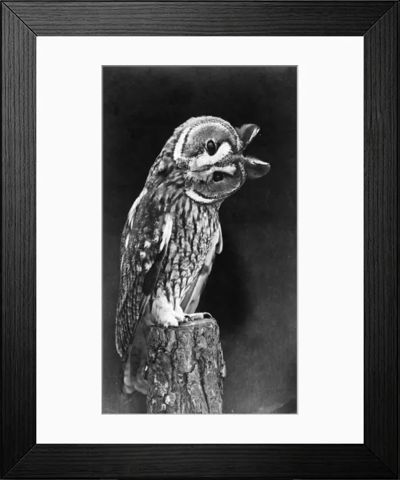 Framed Print : Quizzical Owl Framed Print : Quizzical Owl